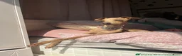 Italian Greyhound dogs for sale: Beautiful cream KC Registered Italian Greyhound  - Advert 9