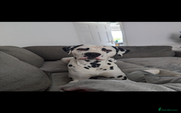 Dalmatian dogs for sale: Handsome family dog  - Image 4