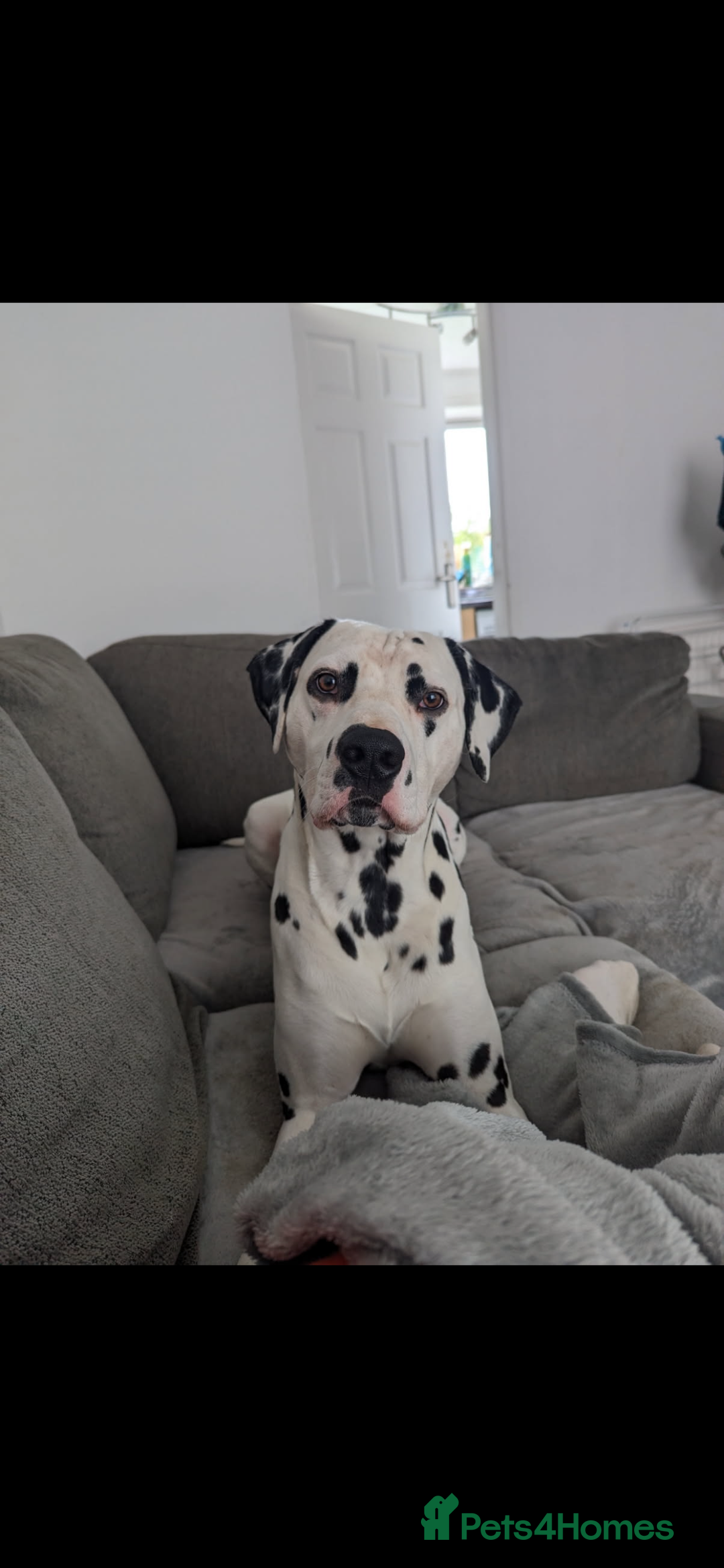 Dalmatian dogs for sale: Handsome family dog  - Image 4