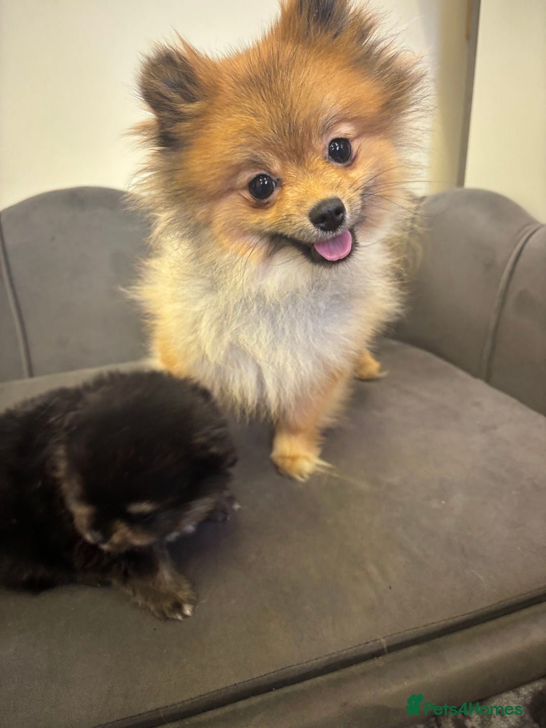 Pomeranian dogs for sale: KC Reg Teddy bear Pomeranian Tiny - Advert 6