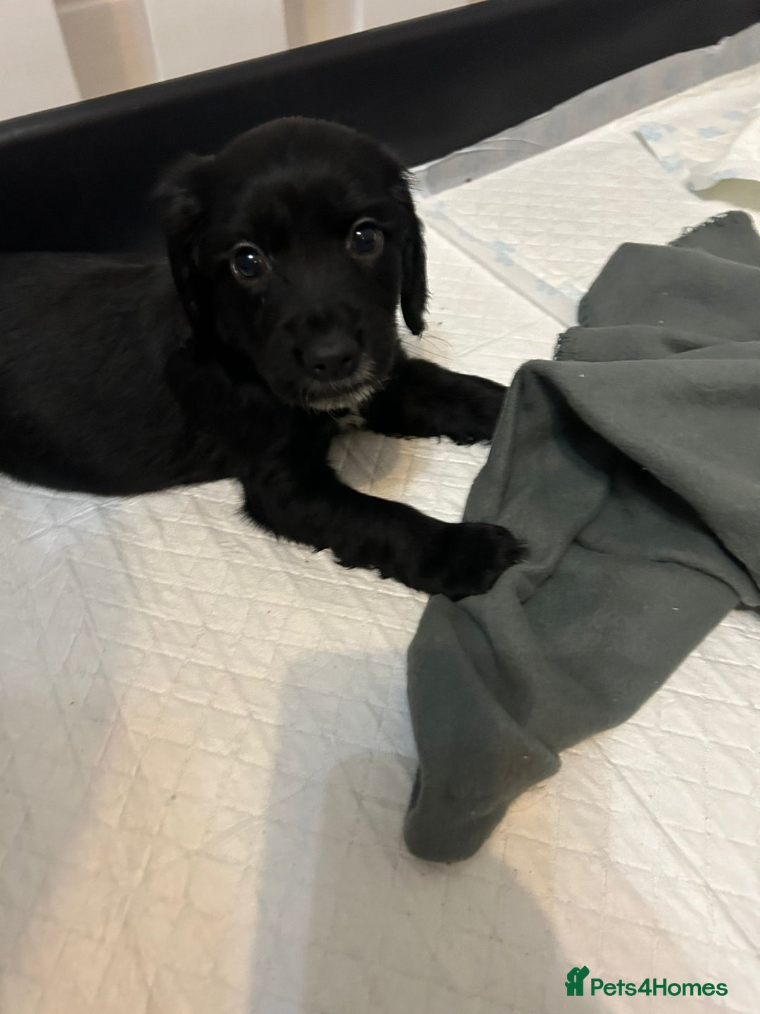 Sprocker dogs for sale: Beautiful Sprocker Pups - Advert 4