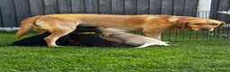 Labrador Retriever dogs for sale: Puppies  in Wrexham - Advert 2
