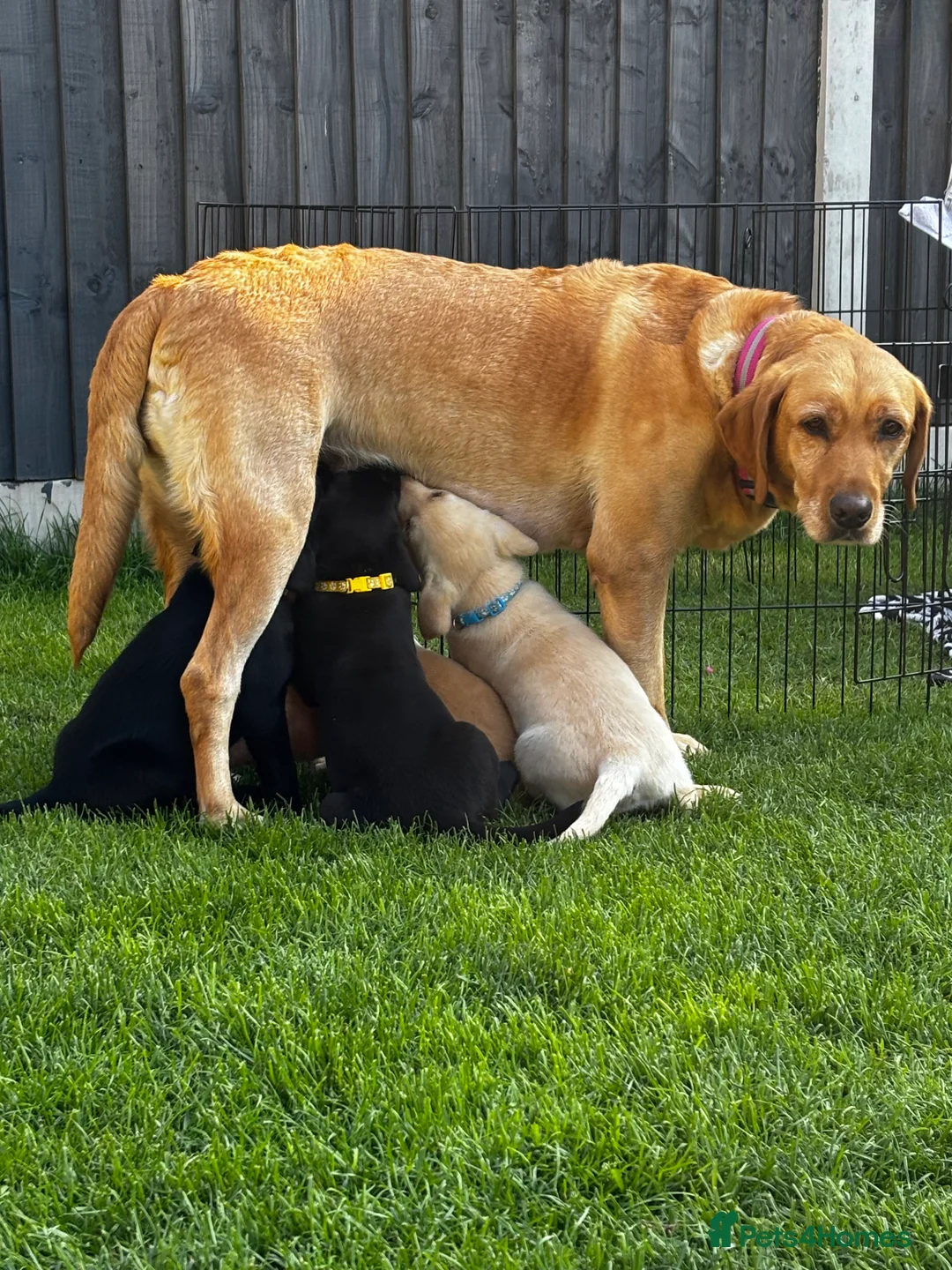 Labrador Retriever dogs for sale: Puppies  in Wrexham - Advert 2