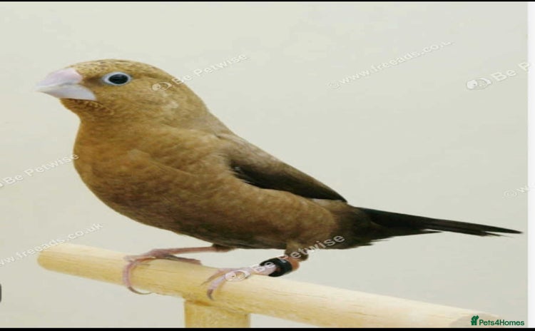 Canaries birds - Advert 10