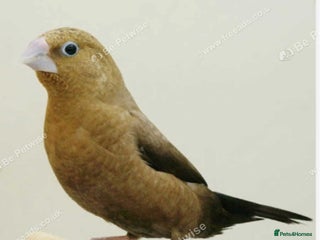 Canaries birds - Advert 7