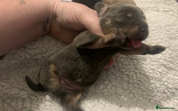 French Bulldog dogs for sale: French bulldog puppies - Image 4