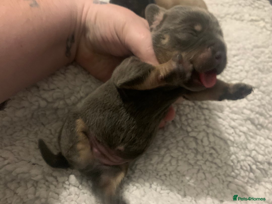 French Bulldog dogs for sale: French bulldog puppies - Image 4