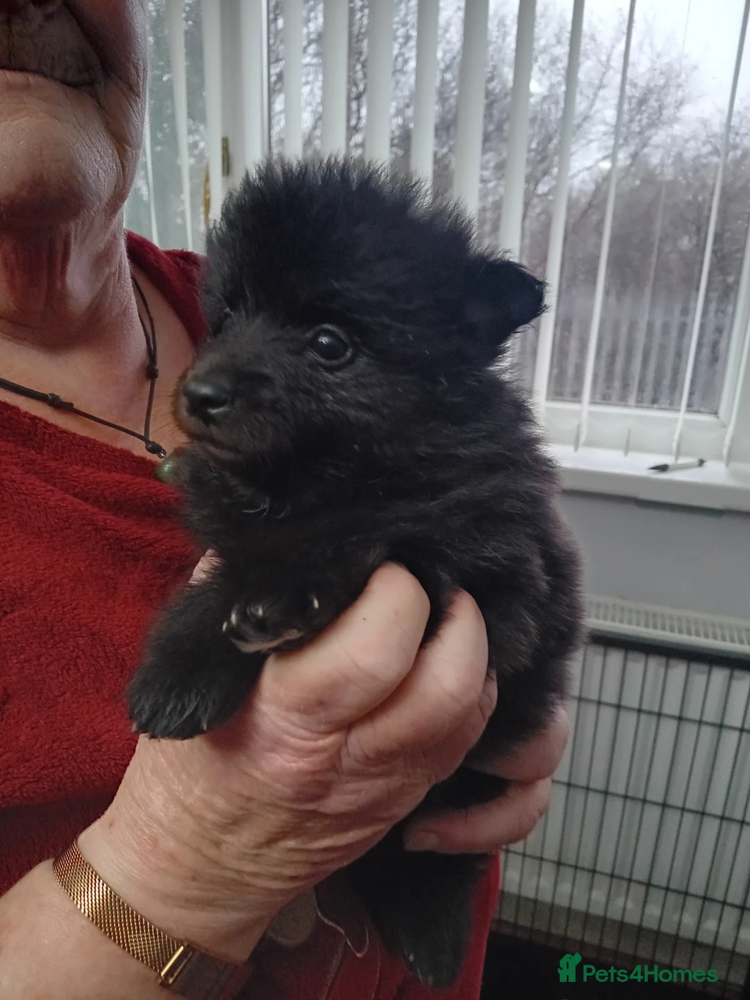 German Spitz dogs for sale: German spitz Mittel - Advert 6