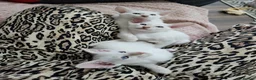 Siamese cats for sale: GCCF registered Siamese kittens - Advert 11