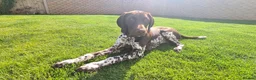 German Shorthaired Pointer dogs for sale: KC Registered German Shorthaired Pointer Puppies - Advert 13