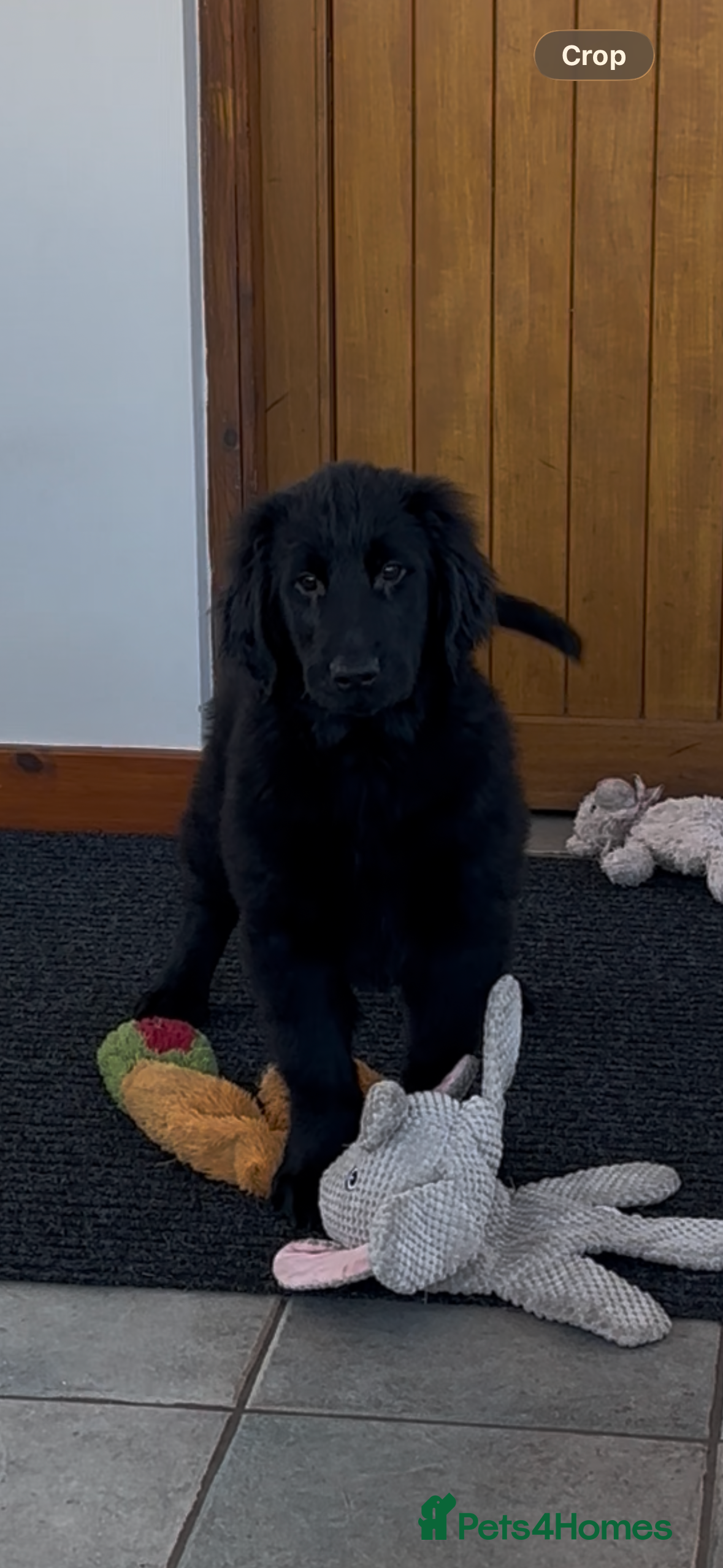 Flat coated Retriever dogs Male black Flatcoat Retriever puppy for sale  - Advert 2