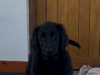 Flat coated Retriever dogs Male black Flatcoat Retriever puppy for sale - Advert 2