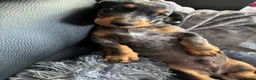 Dachshund dogs for sale: Male  - Advert 3