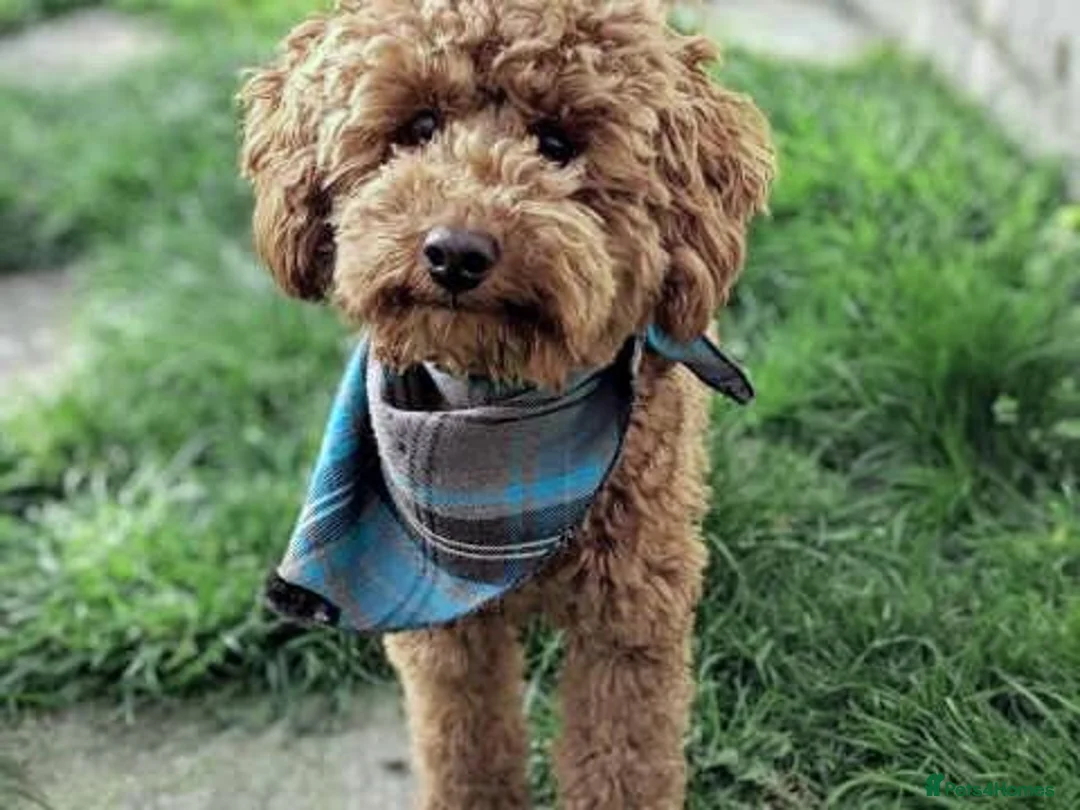 Toy Poodle dogs for stud: Stunning kc red toy poodle stud health tested in Bangor - Advert 1