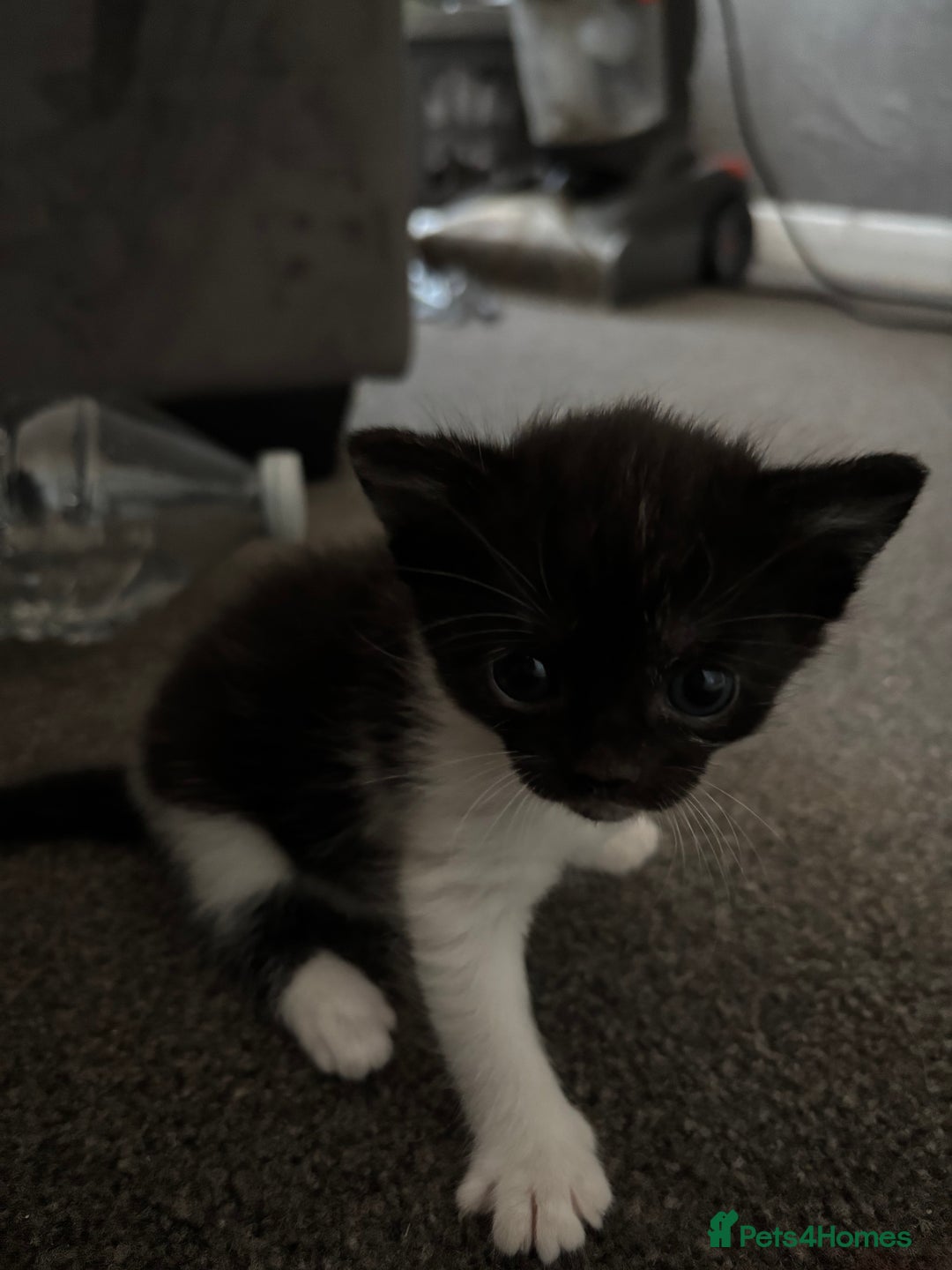 Exotic cats for sale: 1 Male 1 female in Tilbury - Image 3
