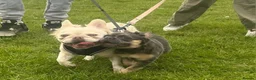 French Bulldog dogs for sale: Fluffy French Bulldog  - Advert 4