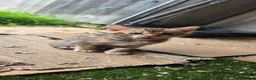 Bengal cats for sale: PURE BRED BENGAL KITTENS - Advert 5