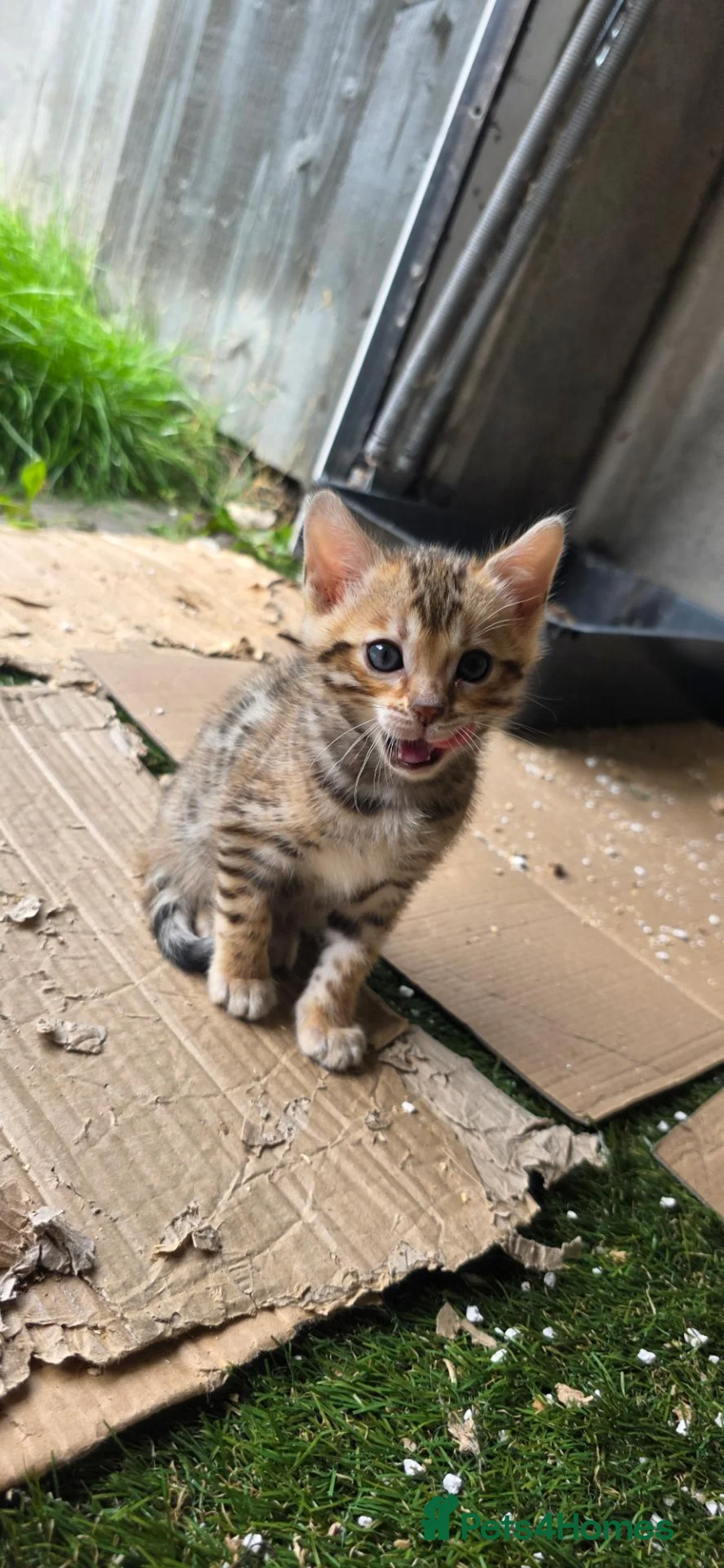 Bengal cats for sale: PURE BRED BENGAL KITTENS - Advert 2