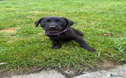 Labrador Retriever dogs for sale: ⭐️READY TO GO NOW⭐️KC Reg Labrador Puppies  - Image 26