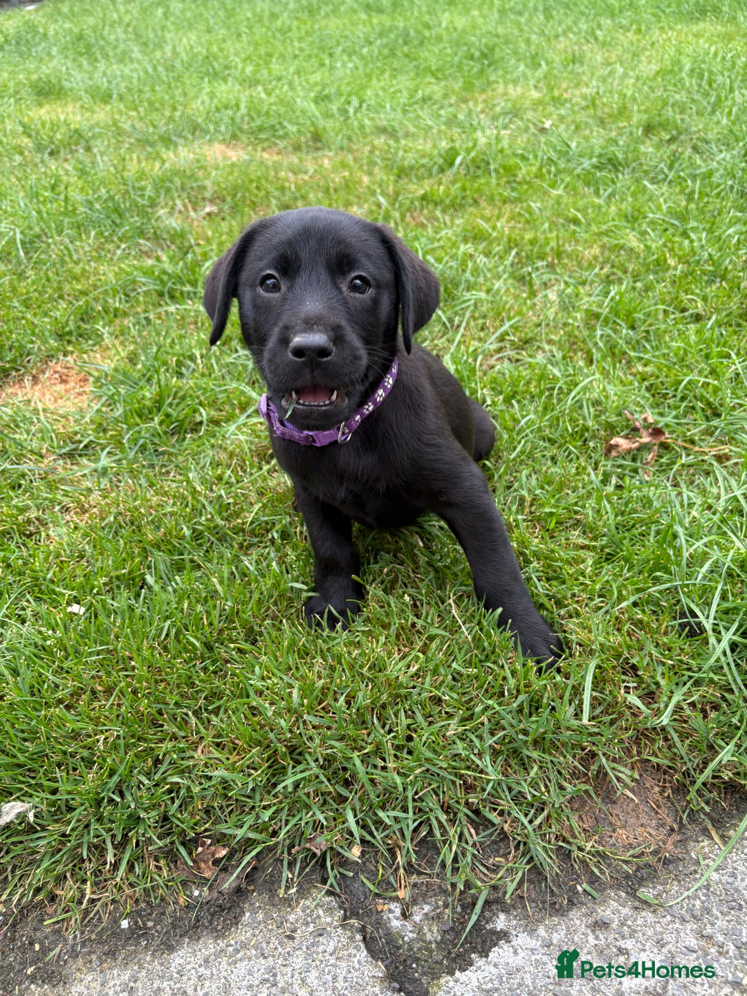 Labrador Retriever dogs for sale: ⭐️READY TO GO NOW⭐️KC Reg Labrador Puppies  - Image 26