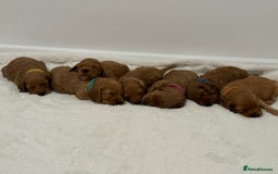 Cockapoo dogs for sale: F1 Cockapoo Puppies  - Image 1