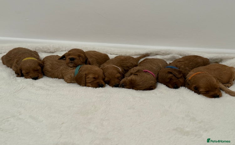 Cockapoo dogs - Advert 1