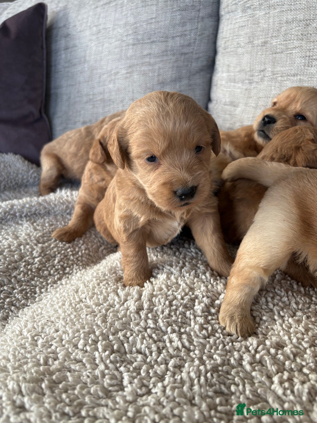 Labradoodle dogs for sale: Red/Apricot Health Tested Miniature Labradoodles - Image 5