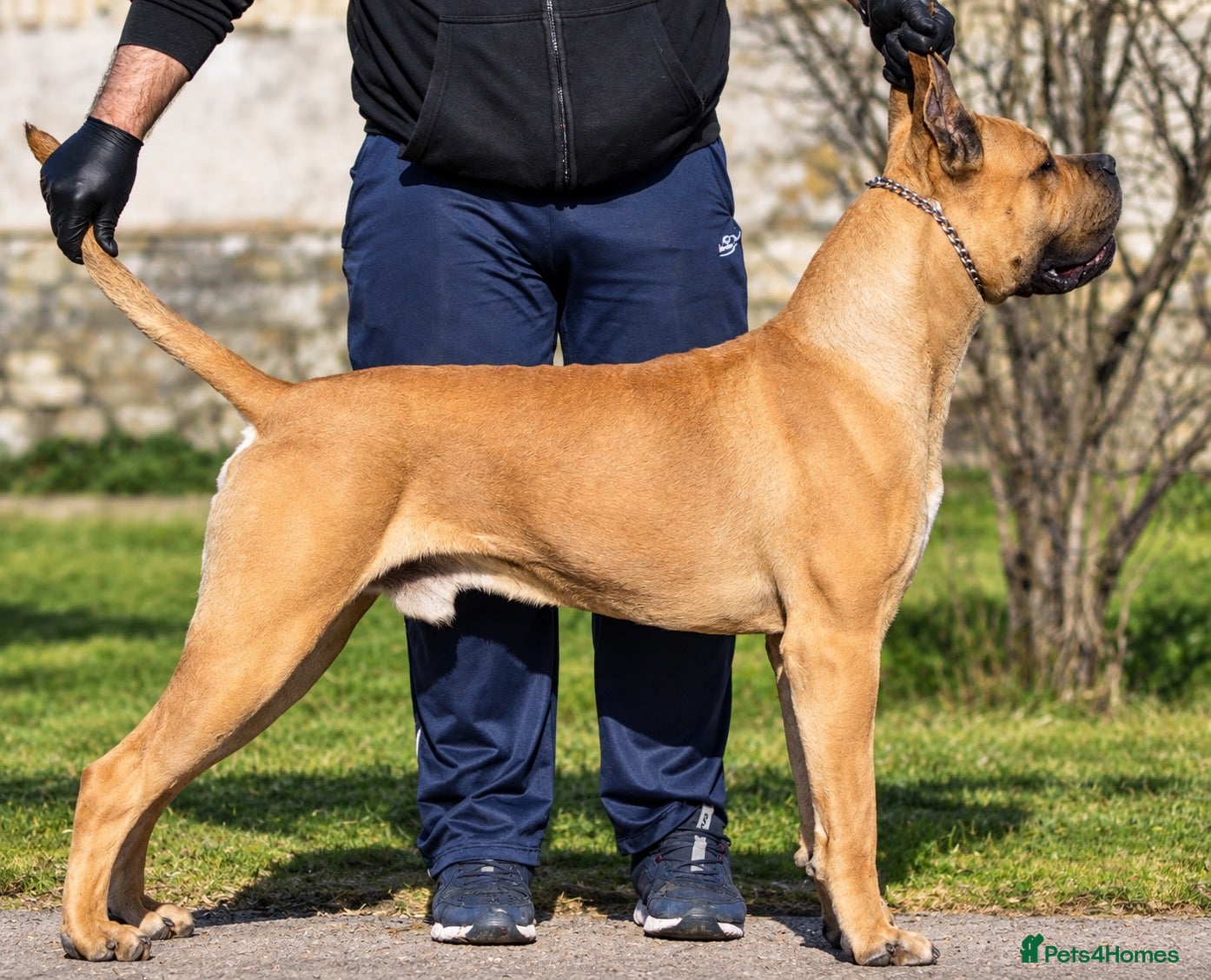 Cane Corso dogs Lockdown Kennels UK ‘HULK’ - Advert 3