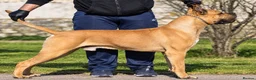 Cane Corso dogs for stud: Lockdown Kennels UK ‘HULK’ in Solihull - Advert 1