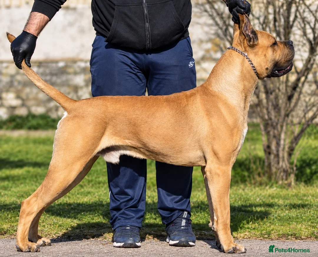 Cane Corso dogs for stud: Lockdown Kennels UK ‘HULK’ in Solihull - Advert 1