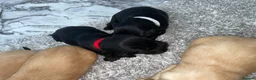 Cockerdor dogs for sale: Cockerdor Puppys 🐾 - Advert 15