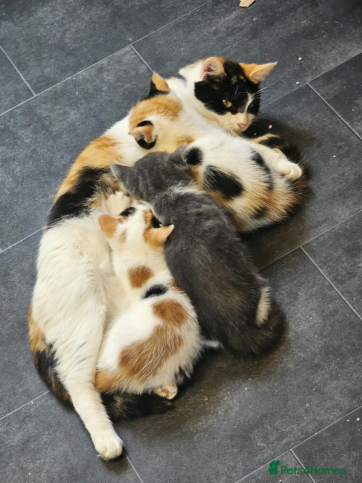 Mixed Breed cats Femail calico kittens for sale  - Advert 6