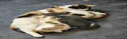Mixed Breed cats for sale: Femail calico kittens for sale  in Huddersfield - Advert 1