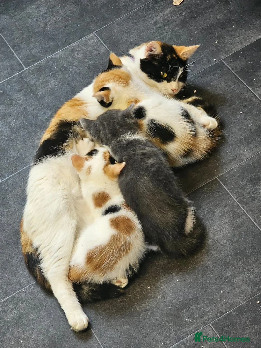 Mixed Breed cats for sale: Femail calico kittens for sale  in Huddersfield - Advert 1