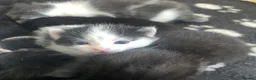 Mixed Breed cats for sale: Cute adorable kittens - Advert 10