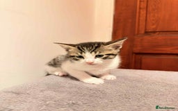 Mixed Breed cats for sale: Tabby Kittens for Sale  - Image 8
