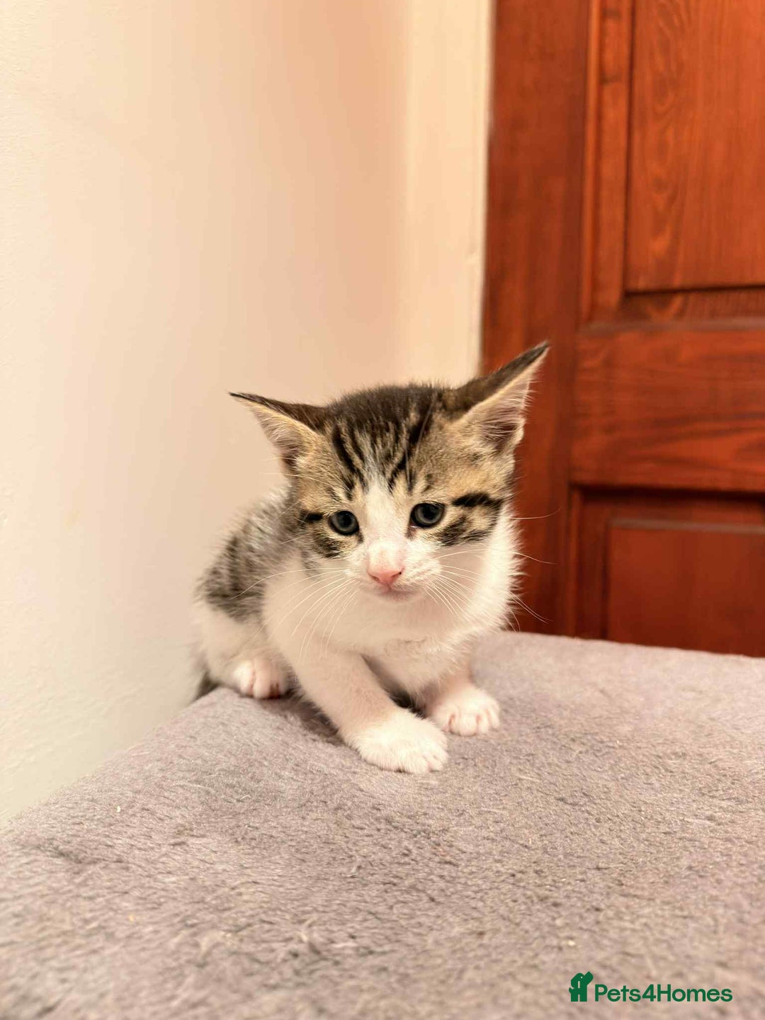 Mixed Breed cats for sale: Tabby Kittens for Sale  - Image 8
