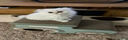 Persian cats for sale: Golden Persain boy and Chinchilla girl for sale - Advert 5