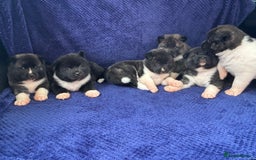 Akita dogs for sale: 5⭐️ Akita pups - Image 15