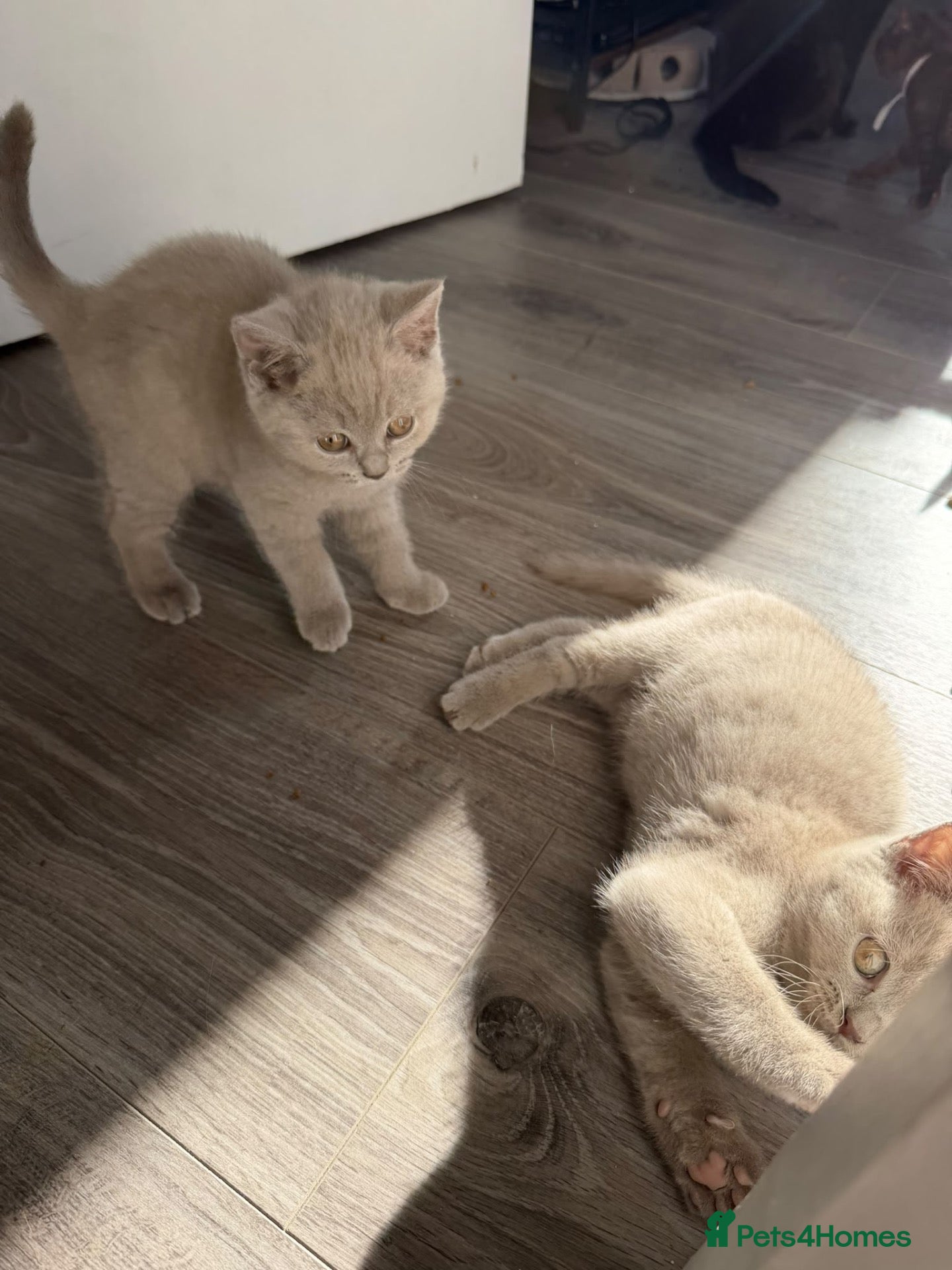 British Shorthair cats Male British Shorthair kittens - Advert 2