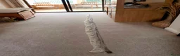 Python Snake reptiles for sale: Adult Coastal Carpet Python with Vivarium&Cabinet - Advert 7