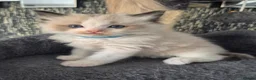 Ragdoll cats for sale: DNA tested Ragdoll kittens  - Advert 5