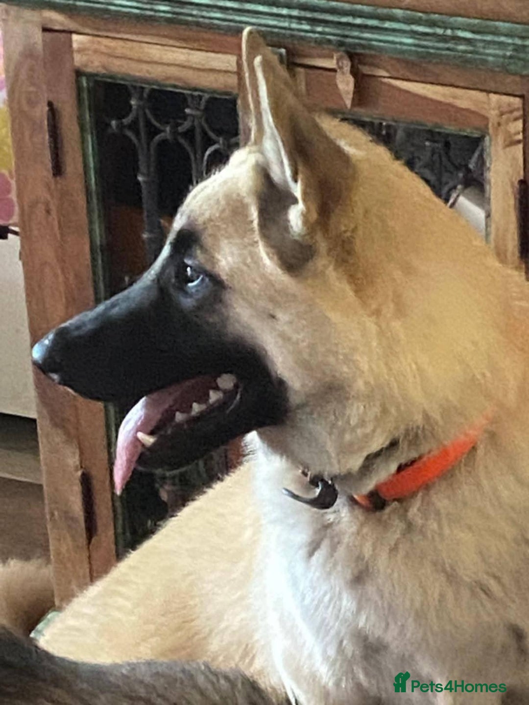 Mixed Breed dogs for sale: Loving home needed for a kind schepkita boy - Advert 4