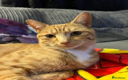 Mixed Breed cats for sale: Male ginger cat  - Image 10