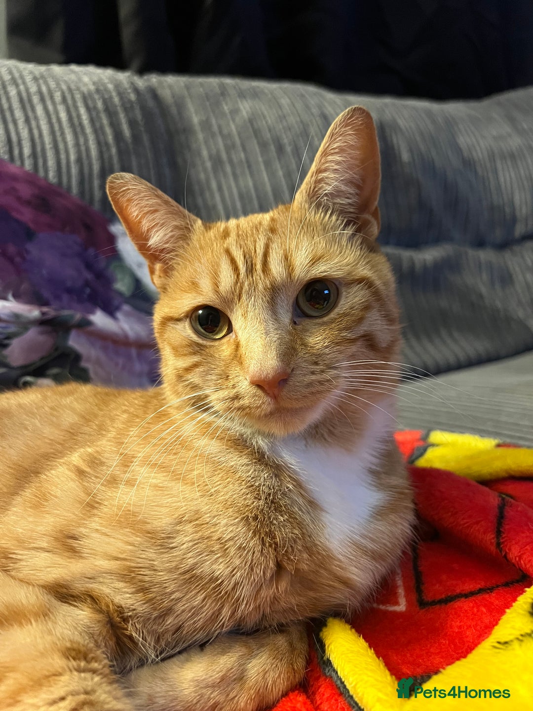 Mixed Breed cats for sale: Male ginger cat  - Image 10