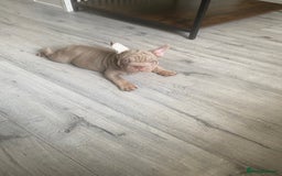 French Bulldog dogs for sale: 2 velvet boys available  in London - Image 18