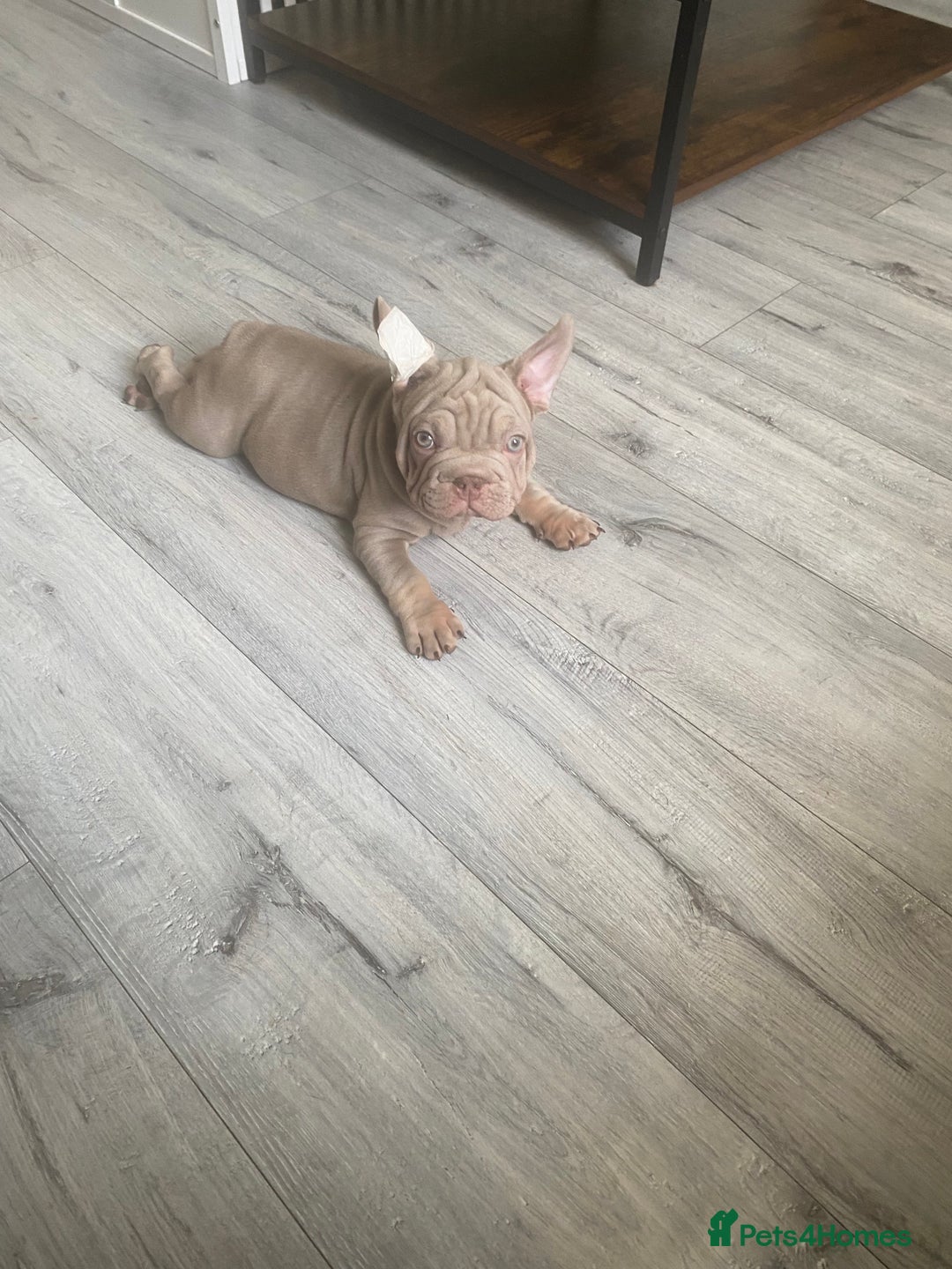 French Bulldog dogs for sale: 2 velvet boys available  in London - Image 18