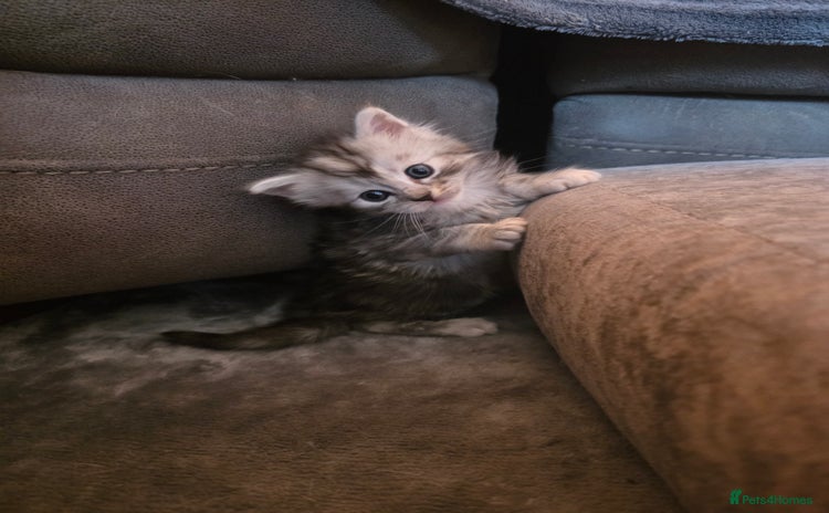 Maine Coon cats - Advert 3