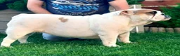 English Bulldog dogs for sale: English Bulldog Puppy  - Advert 6
