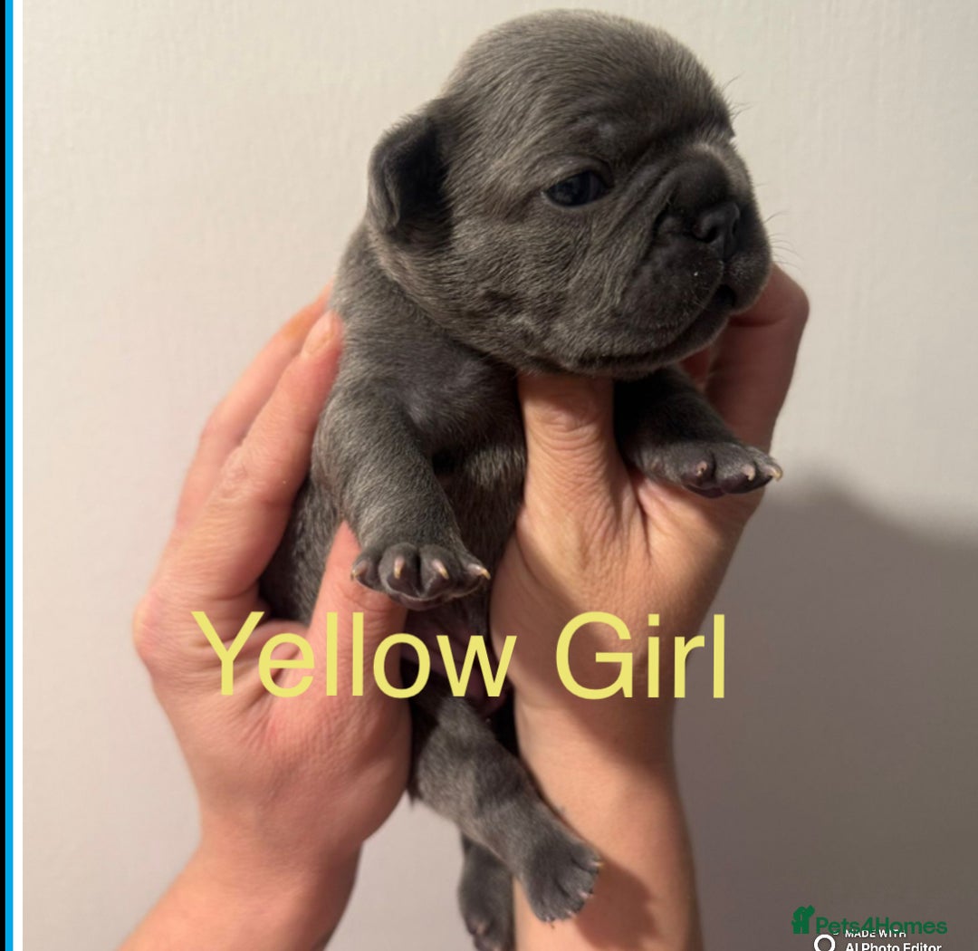 French Bulldog dogs for sale: 4 Beautiful Girl Frenchie's  - Image 19